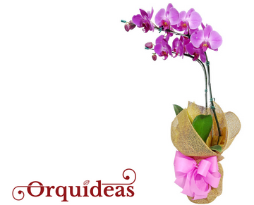 orquideas